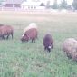 Бараны, овцематки живым и убойным весом объявление Продам уменьшенное изображение 1