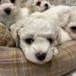 Продажи щенка болонка Бишон-Фризе объявление Продам уменьшенное изображение 1