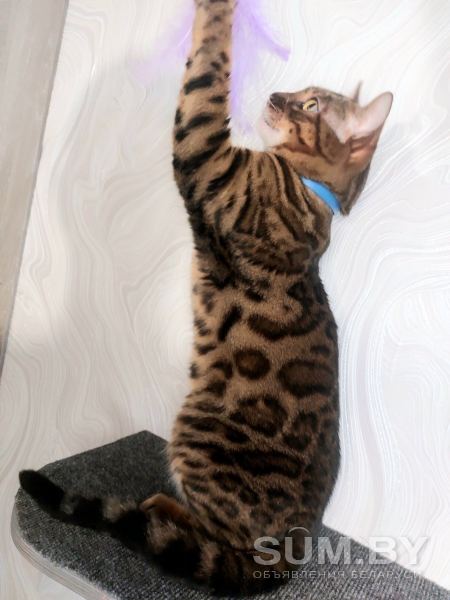 Вязка бенгальских кошек объявление Услуга уменьшенное изображение 