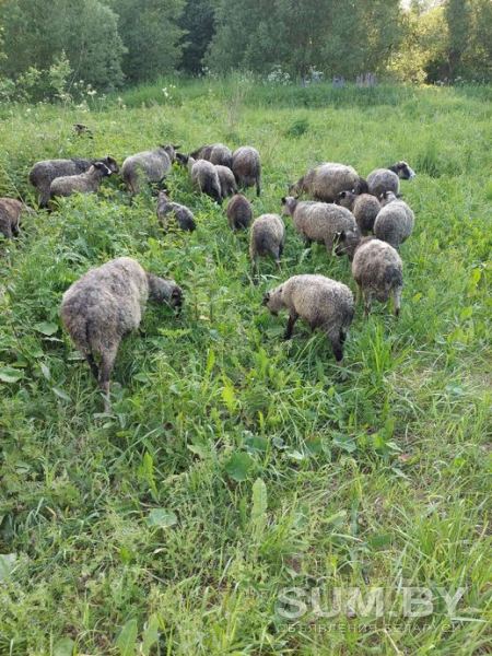 Овцы (30 км от Витебска) объявление Продам уменьшенное изображение 