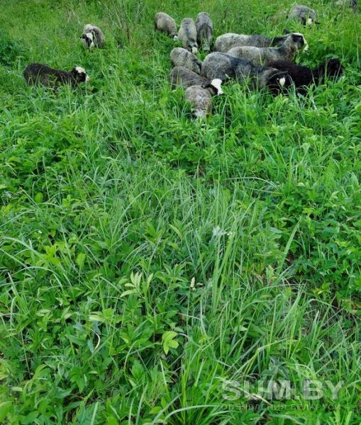 Овцы (30 км от Витебска) объявление Продам уменьшенное изображение 