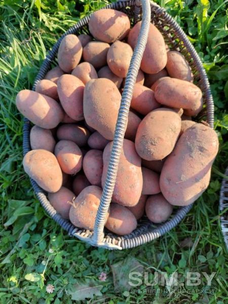 Картофель / картошка домашняя (30 км от Витебска)