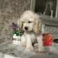 Американский кокер спаниель щенок объявление Продам уменьшенное изображение 3