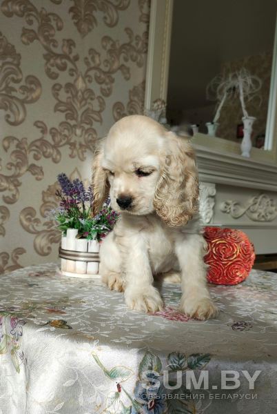 Американский кокер спаниель щенок объявление Продам уменьшенное изображение 