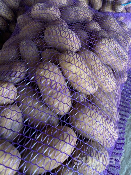 Картофель сорт королева Анна опт объявление Продам уменьшенное изображение 
