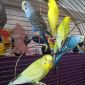 Волнистые попугаи объявление Продам уменьшенное изображение 1