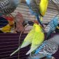 Волнистые попугаи объявление Продам уменьшенное изображение 2