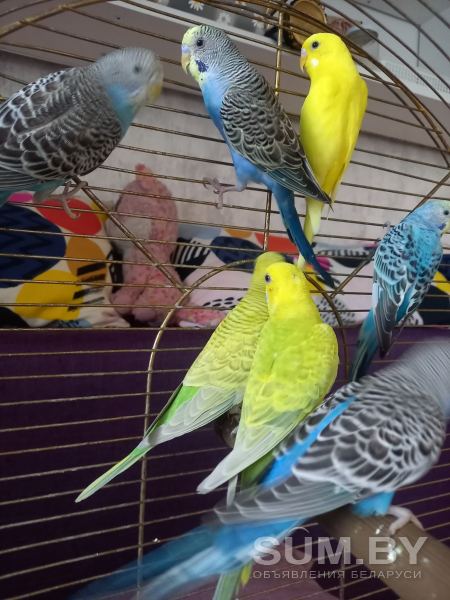 Волнистые попугаи объявление Продам уменьшенное изображение 