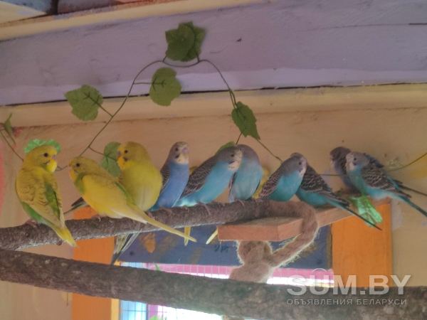 Волнистые попугаи объявление Продам уменьшенное изображение 