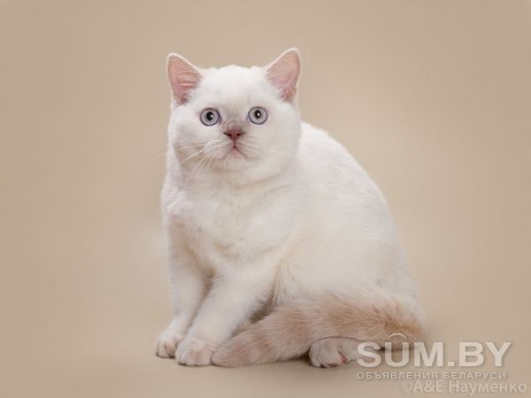 Шотландские котята объявление Продам уменьшенное изображение 