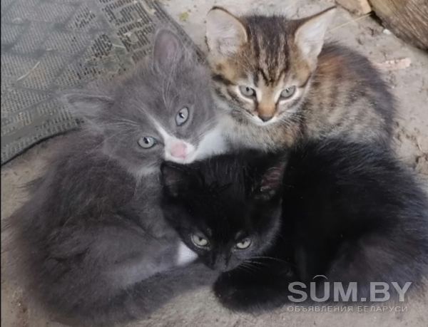 Котята сибирской кошки в дар объявление Отдам даром уменьшенное изображение 