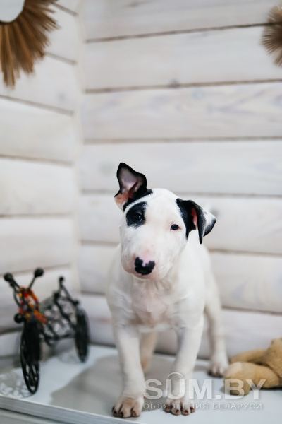 Бультерьер миниатюрный щенки объявление Продам уменьшенное изображение 