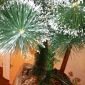 Ёлка искусственная новогодняя ель пушистая 180 см заснеженная объявление Продам уменьшенное изображение 5