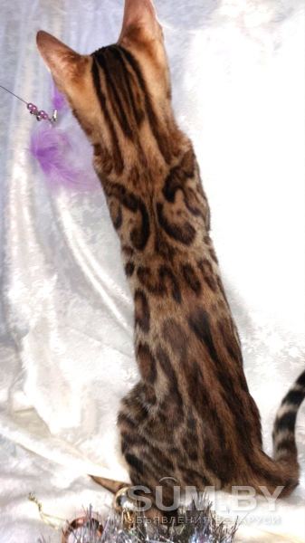 Бенгальский котенок объявление Продам уменьшенное изображение 