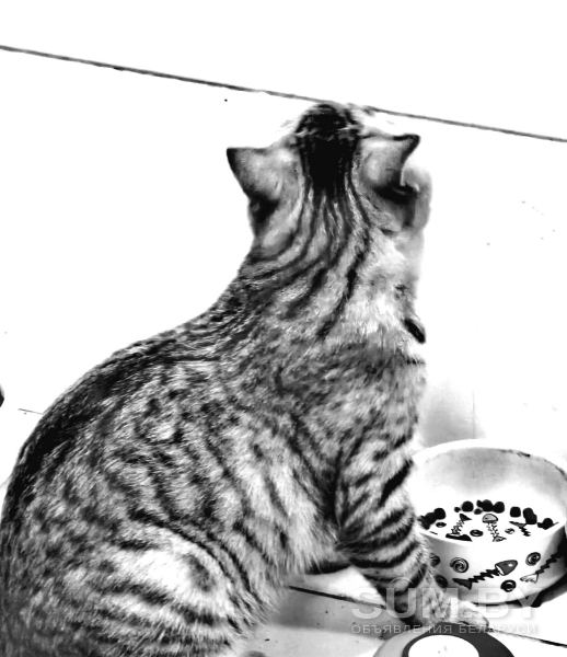 Котенок из сказки объявление Отдам даром уменьшенное изображение 