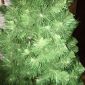 Ёлка искусственная новогодняя ель под 2 метра зеленая объявление Продам уменьшенное изображение 3