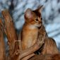 Абиссинские котята дикого окраса объявление Продам уменьшенное изображение 3