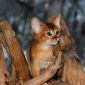 Абиссинские котята дикого окраса объявление Продам уменьшенное изображение 4