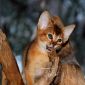 Абиссинские котята дикого окраса объявление Продам уменьшенное изображение 5