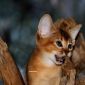 Абиссинские котята дикого окраса объявление Продам уменьшенное изображение 6