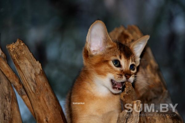 Абиссинские котята дикого окраса объявление Продам уменьшенное изображение 