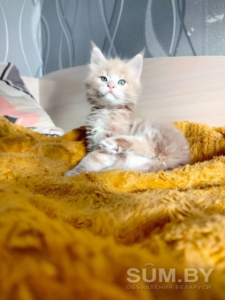 Мейн кун котята объявление Продам уменьшенное изображение 