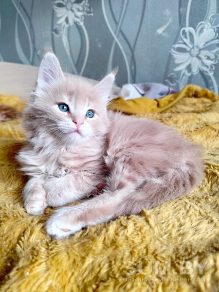 Мейн кун котята объявление Продам уменьшенное изображение 