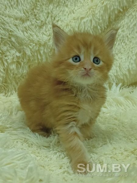 Мейн-кун котята чистокровные объявление Продам уменьшенное изображение 