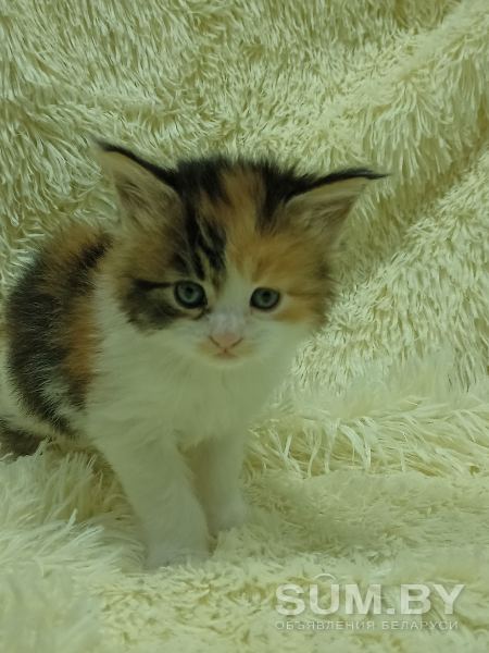 Мейн-кун котята чистокровные объявление Продам уменьшенное изображение 