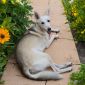 Очаровательная молодая собака Баджи в дар объявление Отдам даром уменьшенное изображение 2