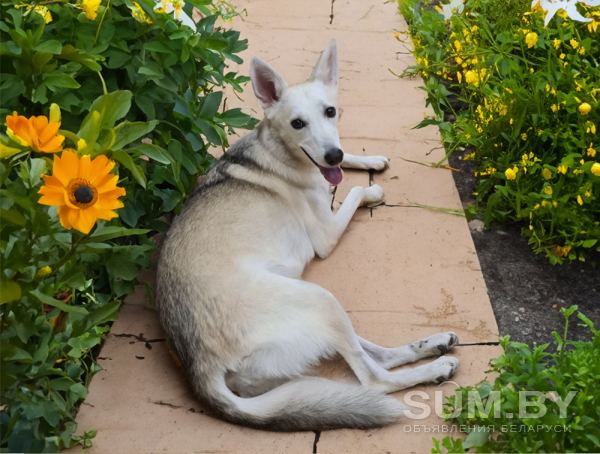 Очаровательная молодая собака Баджи в дар объявление Отдам даром уменьшенное изображение 