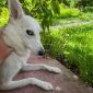 Очаровательная молодая собака Баджи в дар объявление Отдам даром уменьшенное изображение 3