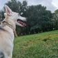 Очаровательная молодая собака Баджи в дар объявление Отдам даром уменьшенное изображение 6