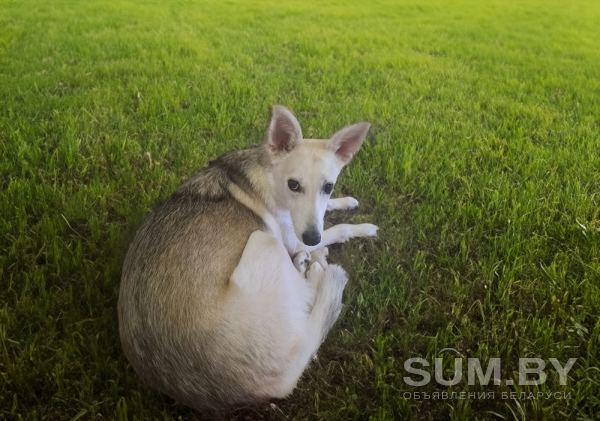 Очаровательная молодая собака Баджи в дар объявление Отдам даром уменьшенное изображение 