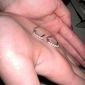 Серьги с бриллиантами 1 карат Италия оригинал объявление Продам уменьшенное изображение 4