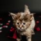 Котята мейн-кун объявление Продам уменьшенное изображение 2