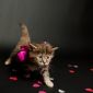 Котята мейн-кун объявление Продам уменьшенное изображение 3