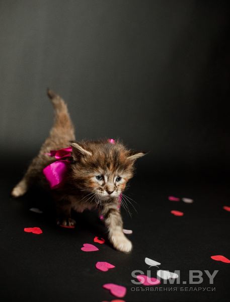 Котята мейн-кун объявление Продам уменьшенное изображение 