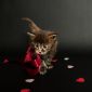 Котята мейн-кун объявление Продам уменьшенное изображение 4