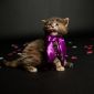 Котята мейн-кун объявление Продам уменьшенное изображение 5