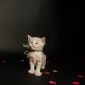 Котята мейн-кун объявление Продам уменьшенное изображение 6