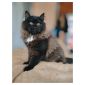 Предлагаются сибирские котята объявление Продам уменьшенное изображение 1