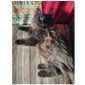 Предлагаются сибирские котята объявление Продам уменьшенное изображение 2