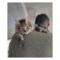 Предлагаются сибирские котята объявление Продам уменьшенное изображение 4