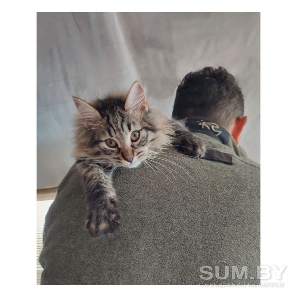 Предлагаются сибирские котята объявление Продам уменьшенное изображение 