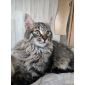 Предлагаются сибирские котята объявление Продам уменьшенное изображение 3