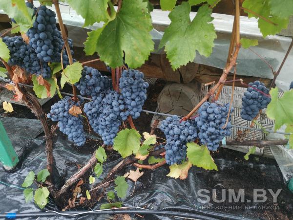 Лоза виноградная объявление Куплю уменьшенное изображение 