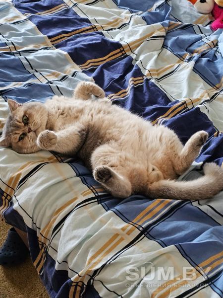 Вязка Британский кот с отличной рoдословной объявление Услуга уменьшенное изображение 