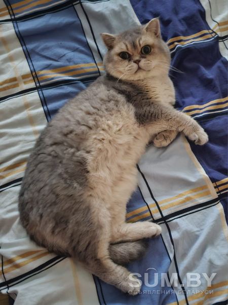Вязка Британский кот с отличной рoдословной объявление Услуга уменьшенное изображение 