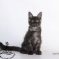 Котята мейн-кун из питомника объявление Продам уменьшенное изображение 1